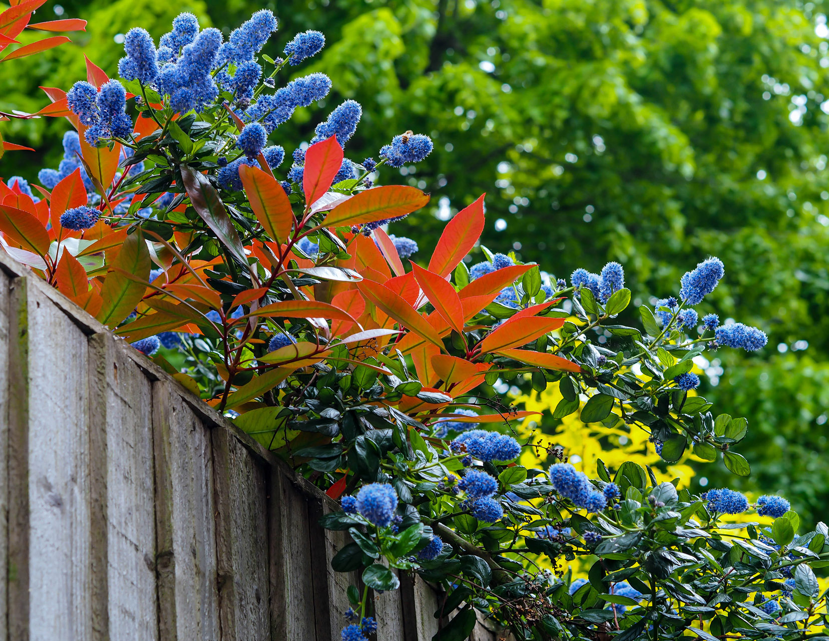 Blumen auf Holzzaun