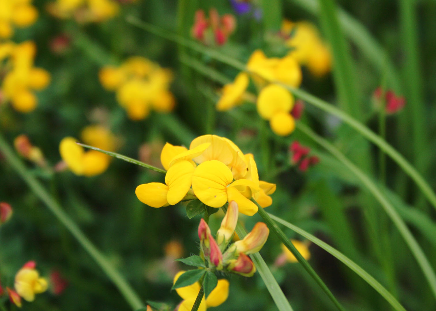 gelbe Blüte