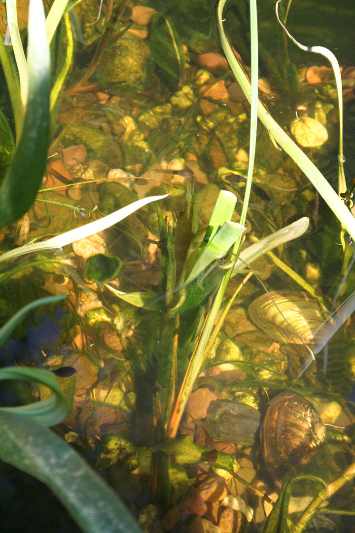 Teich mit Muscheln und Kaulquappen