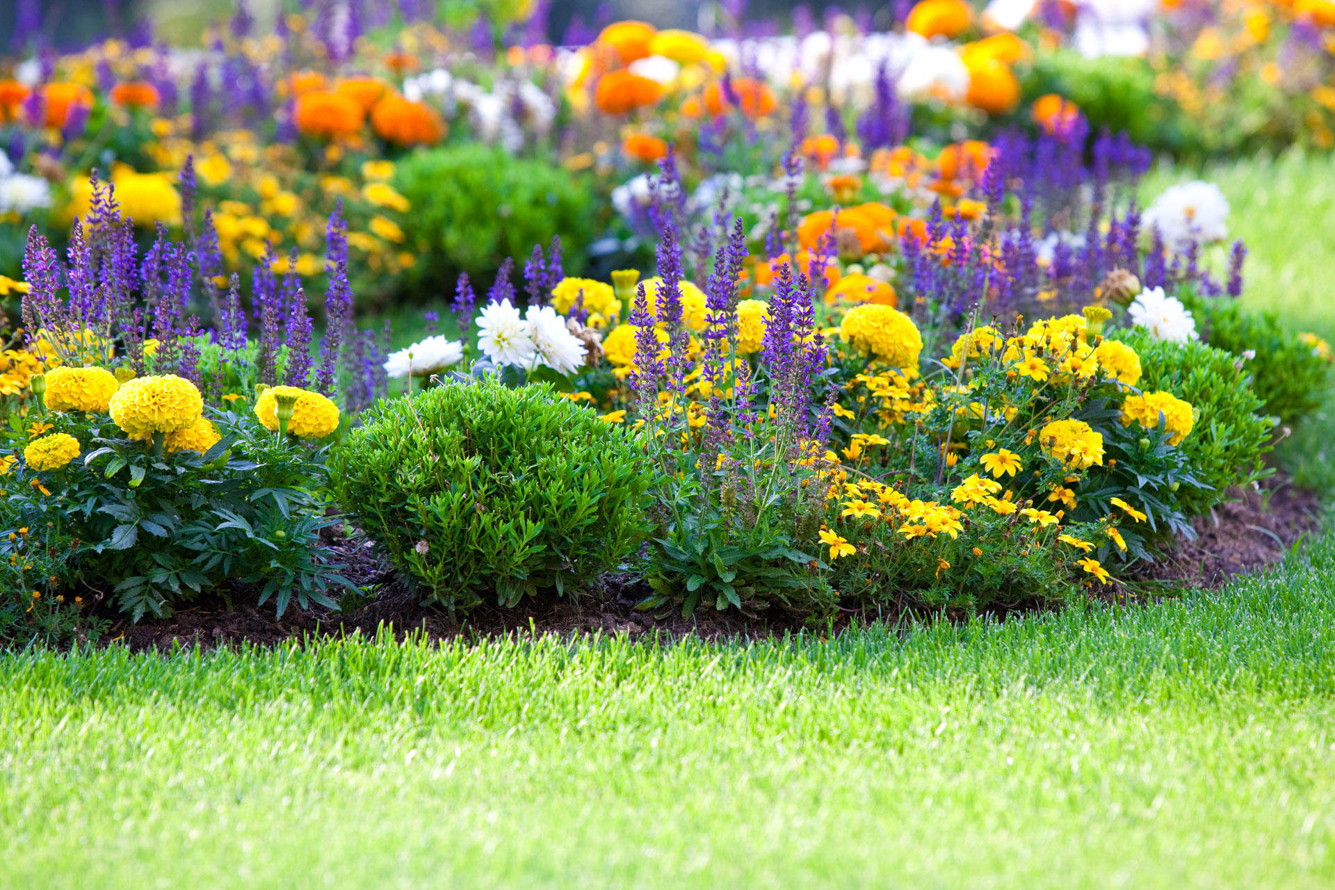 Pflanzen im Garten